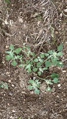 Chenopodium karoi