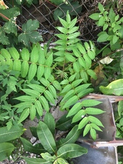 Ailanthus altissima