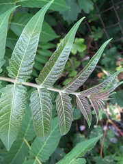 Ailanthus altissima