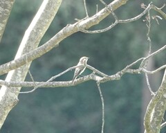 Muscicapa striata
