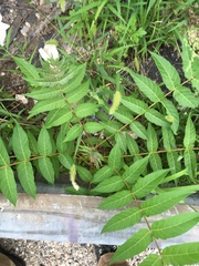 Ailanthus altissima