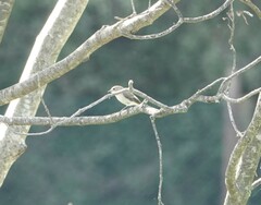 Muscicapa striata