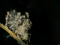 Phycocaris simulans