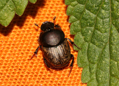 Onthophagus nuchicornis