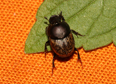 Onthophagus nuchicornis