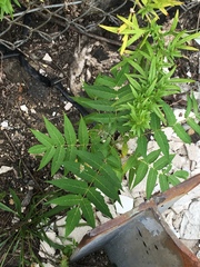Ailanthus altissima