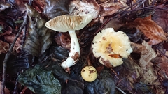 Russula solaris