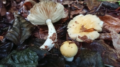 Russula solaris