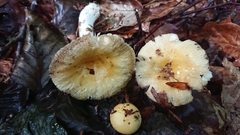 Russula solaris