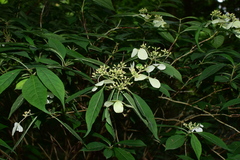 Hydrangea chinensis