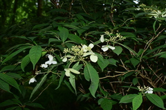 Hydrangea chinensis