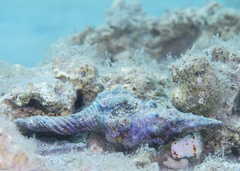 Marmorofusus verrucosus