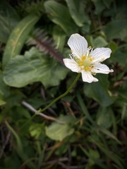 Parnassia cirrata intermedia