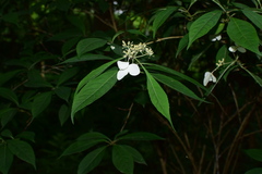 Hydrangea chinensis