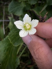 Parnassia cirrata intermedia