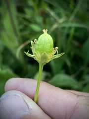 Parnassia cirrata intermedia