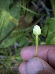 Parnassia cirrata intermedia