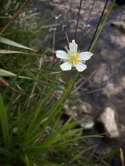 Parnassia cirrata intermedia