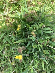 Crotalaria chinensis