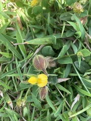 Crotalaria chinensis