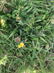 Crotalaria chinensis