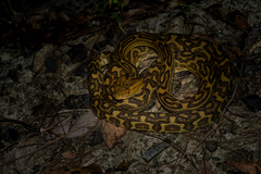 Protobothrops flavoviridis