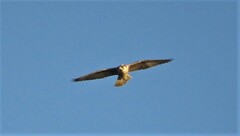 Falco biarmicus biarmicus