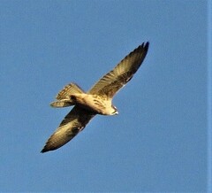 Falco biarmicus biarmicus