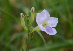 Asystasia gangetica gangetica