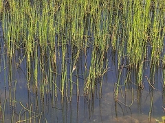 Equisetum fluviatile