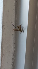 Toxotrypana curvicauda