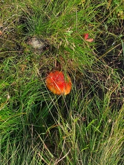 Amanita muscaria