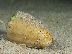 Conus arenatus