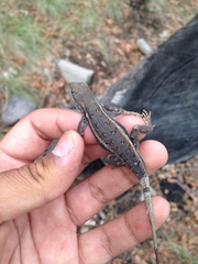 Sceloporus virgatus