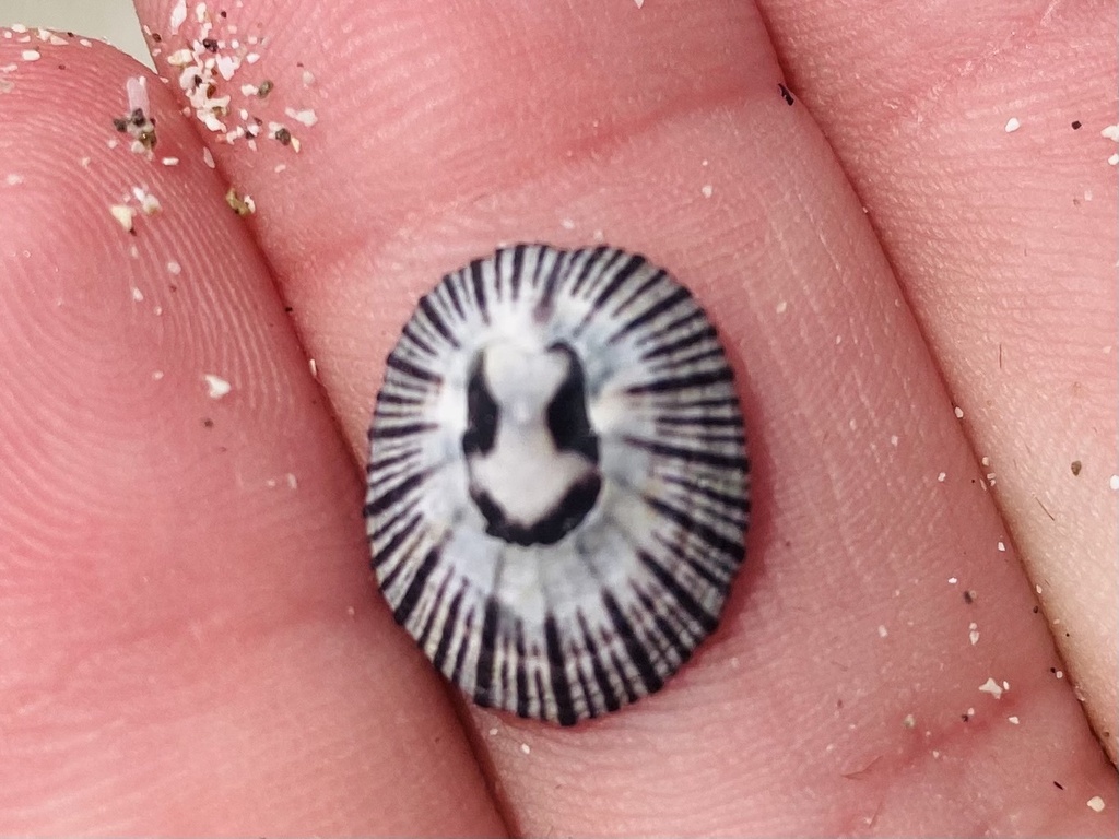Black-ribbed False Limpet (Clypidina notata) — recorded at The Magnet