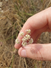 Seseli montanum