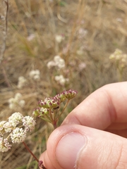 Seseli montanum