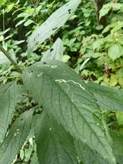 Calycomyza eupatorivora