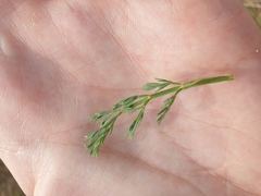Seseli montanum