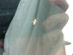 Thaumastocoris peregrinus