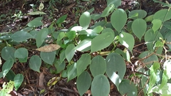 Peperomia peltilimba