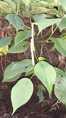 Peperomia peltilimba