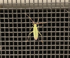 Megaloceroea recticornis