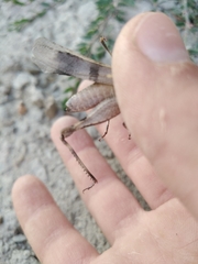 Orthoptera