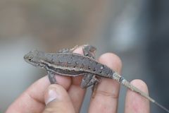Sceloporus virgatus