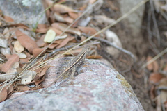 Sceloporus virgatus