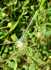 Platycnemis dealbata