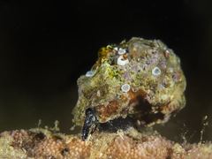 Turrilatirus turritus