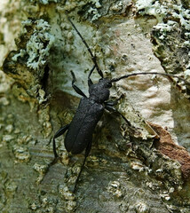 Ropalopus macropus