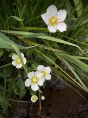Parnassia cirrata intermedia